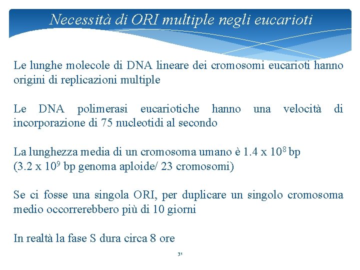 Necessità di ORI multiple negli eucarioti Le lunghe molecole di DNA lineare dei cromosomi