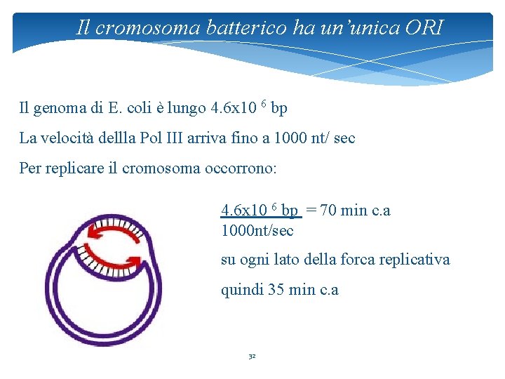 Il cromosoma batterico ha un’unica ORI Il genoma di E. coli è lungo 4.