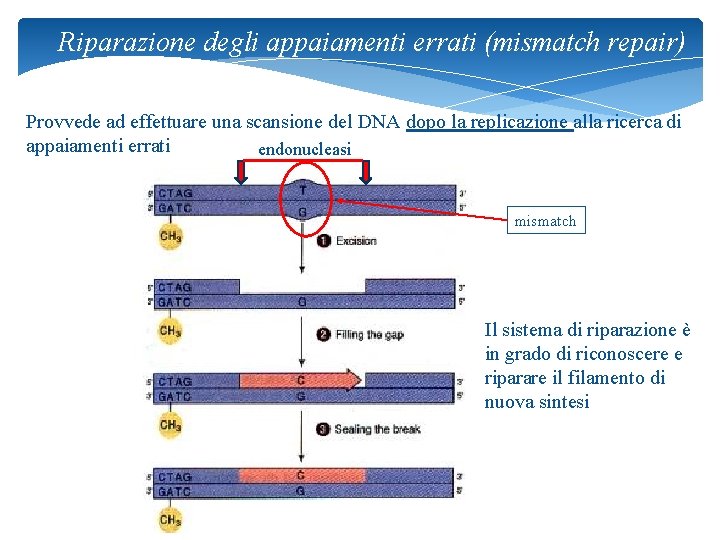 Riparazione degli appaiamenti errati (mismatch repair) Provvede ad effettuare una scansione del DNA dopo