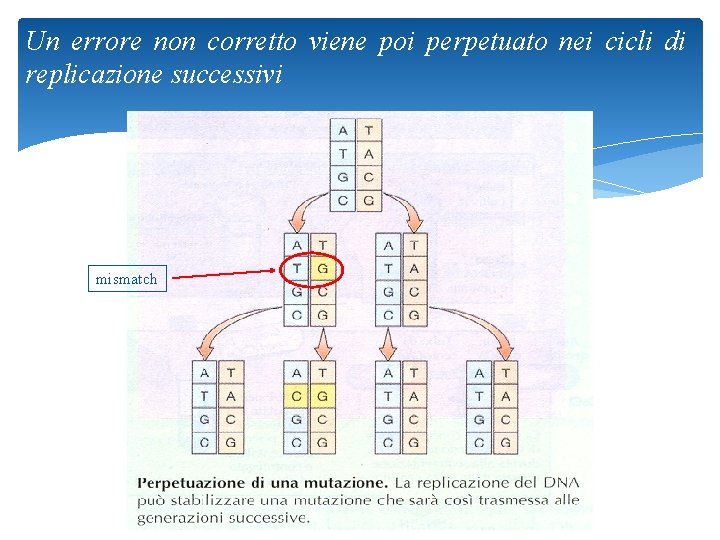 Un errore non corretto viene poi perpetuato nei cicli di replicazione successivi mismatch 37