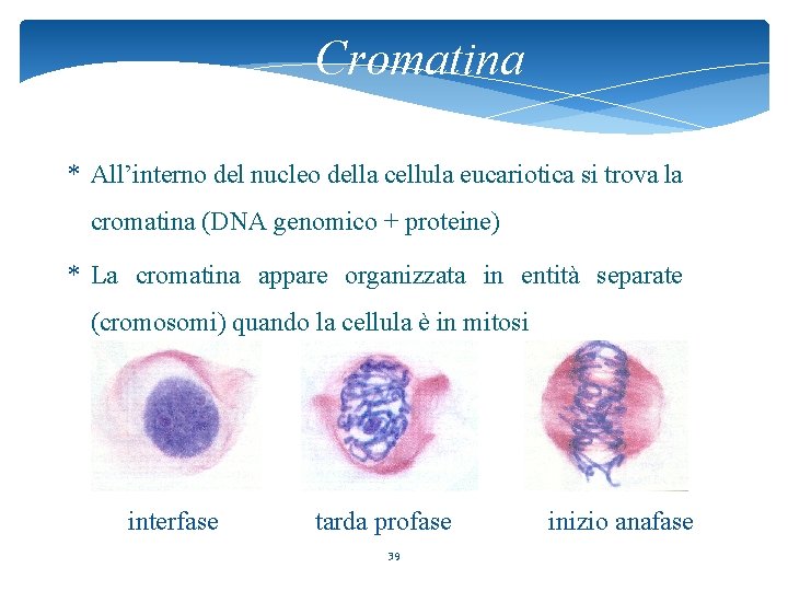 Cromatina * All’interno del nucleo della cellula eucariotica si trova la cromatina (DNA genomico