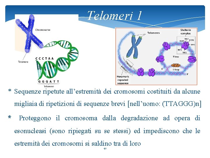 Telomeri 1 * Sequenze ripetute all’estremità dei cromosomi costituiti da alcune migliaia di ripetizioni