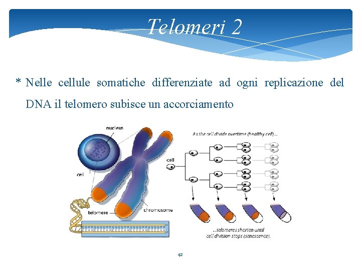 Telomeri 2 * Nelle cellule somatiche differenziate ad ogni replicazione del DNA il telomero