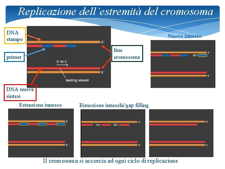 Replicazione dell’estremità del cromosoma DNA stampo Nuovo innesco fine cromosoma primer DNA nuova sintesi