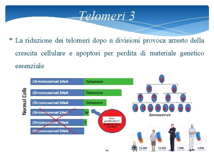 Telomeri 3 * La riduzione dei telomeri dopo n divisioni provoca arresto della crescita