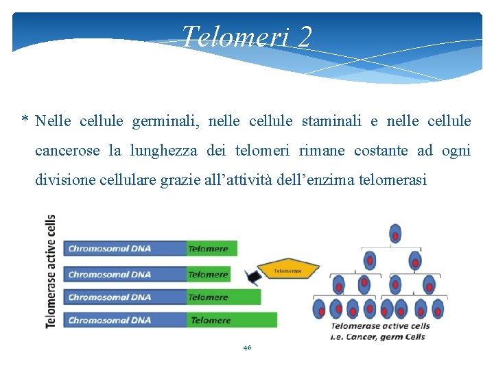 Telomeri 2 * Nelle cellule germinali, nelle cellule staminali e nelle cellule cancerose la