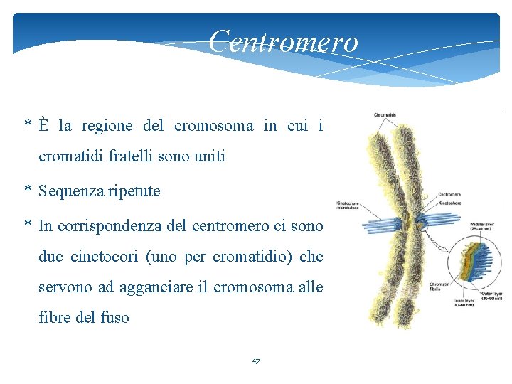 Centromero * È la regione del cromosoma in cui i cromatidi fratelli sono uniti