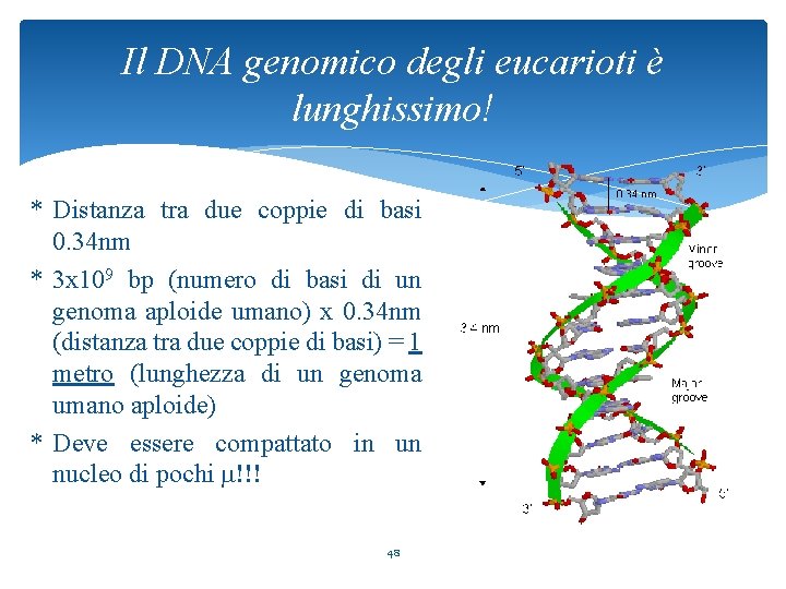 Il DNA genomico degli eucarioti è lunghissimo! * Distanza tra due coppie di basi