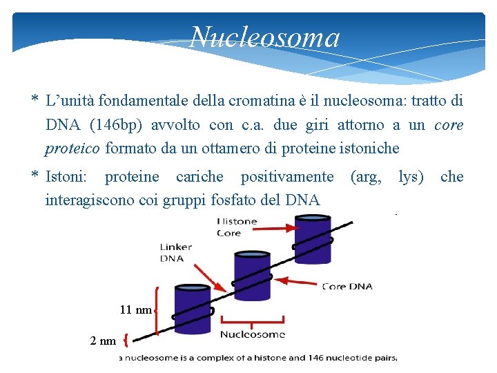 Nucleosoma * L’unità fondamentale della cromatina è il nucleosoma: tratto di DNA (146 bp)