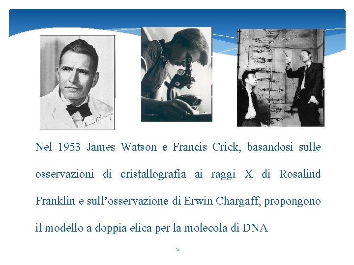 Nel 1953 James Watson e Francis Crick, basandosi sulle osservazioni di cristallografia ai raggi