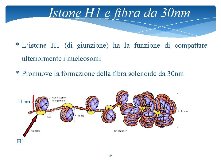 Istone H 1 e fibra da 30 nm * L’istone H 1 (di giunzione)
