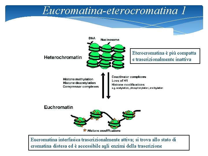 Eucromatina-eterocromatina 1 Eterocromatina è più compatta e trascrizionalmente inattiva Eucromatina interfasica trascrizionalmente attiva; si