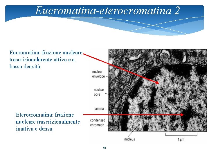 Eucromatina-eterocromatina 2 Eucromatina: frazione nucleare trascrizionalmente attiva e a bassa densità Eterocromatina: frazione nucleare