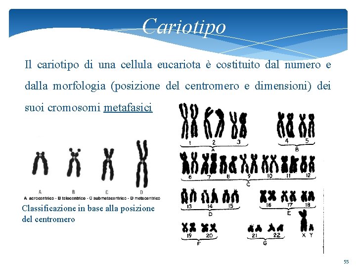 Cariotipo Il cariotipo di una cellula eucariota è costituito dal numero e dalla morfologia