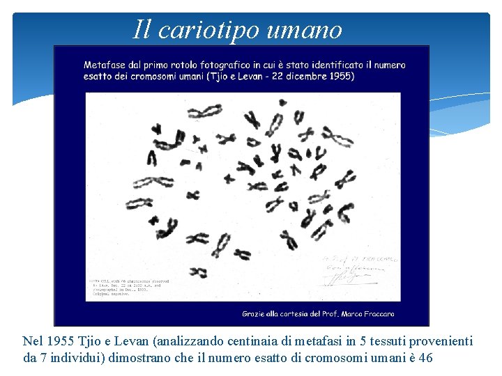Il cariotipo umano Nel 1955 Tjio e Levan (analizzando centinaia di metafasi in 5