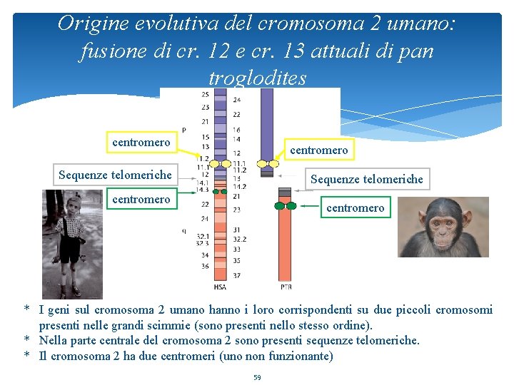 Origine evolutiva del cromosoma 2 umano: fusione di cr. 12 e cr. 13 attuali