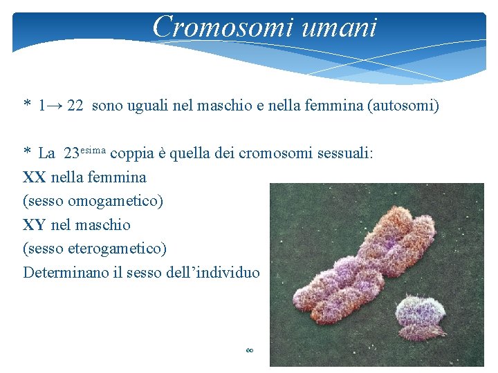 Cromosomi umani * 1→ 22 sono uguali nel maschio e nella femmina (autosomi) *