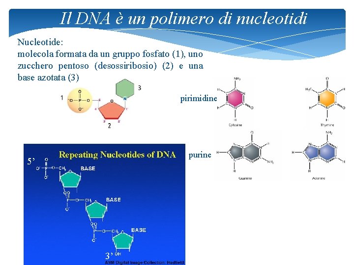 Il DNA è un polimero di nucleotidi Nucleotide: molecola formata da un gruppo fosfato