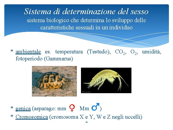Sistema di determinazione del sesso sistema biologico che determina lo sviluppo delle caratteristiche sessuali