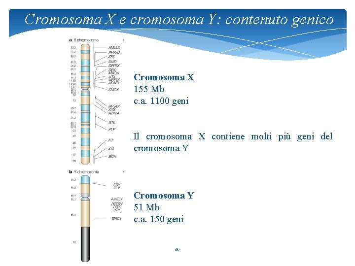 Cromosoma X e cromosoma Y: contenuto genico Cromosoma X 155 Mb c. a. 1100