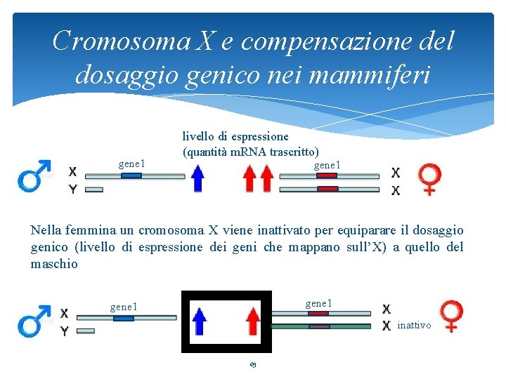 Cromosoma X e compensazione del dosaggio genico nei mammiferi gene 1 livello di espressione