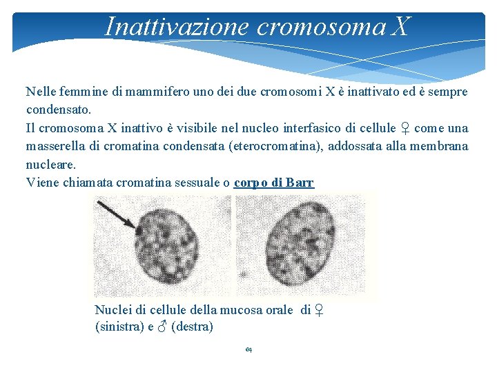 Inattivazione cromosoma X Nelle femmine di mammifero uno dei due cromosomi X è inattivato