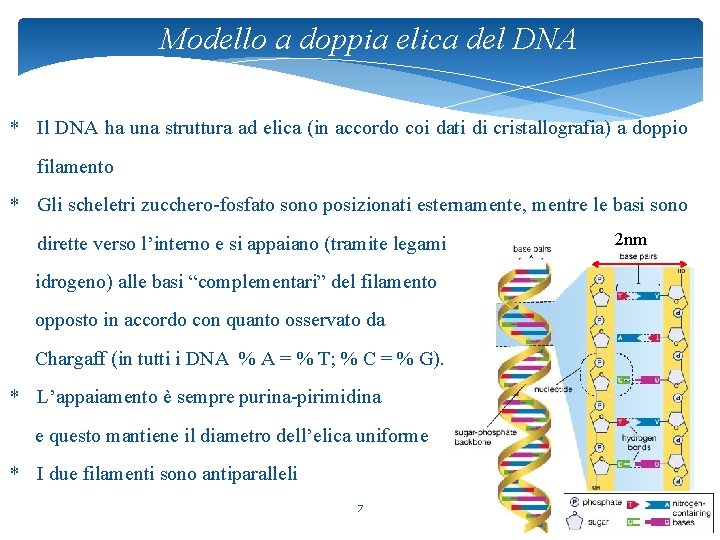 Modello a doppia elica del DNA * Il DNA ha una struttura ad elica