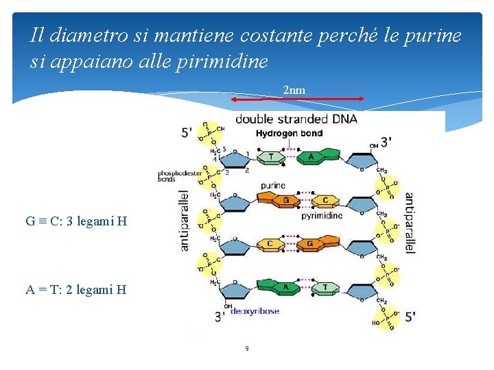 Il diametro si mantiene costante perché le purine si appaiano alle pirimidine 2 nm