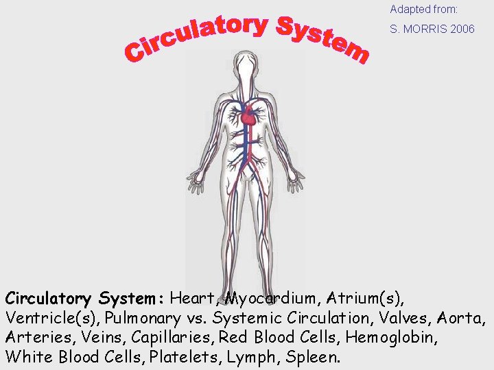 Adapted from: S. MORRIS 2006 Circulatory System: Heart, Myocardium, Atrium(s), Ventricle(s), Pulmonary vs. Systemic