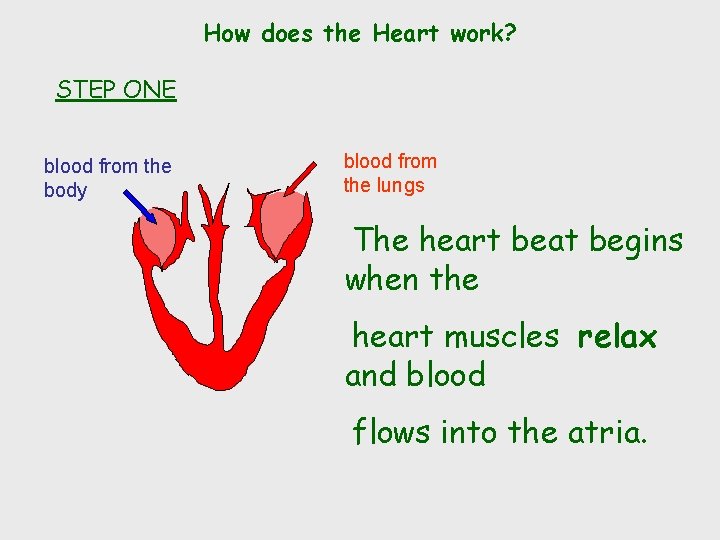 How does the Heart work? STEP ONE blood from the body blood from the