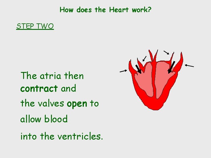 How does the Heart work? STEP TWO The atria then contract and the valves