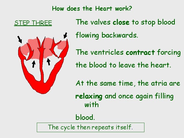 How does the Heart work? STEP THREE The valves close to stop blood flowing