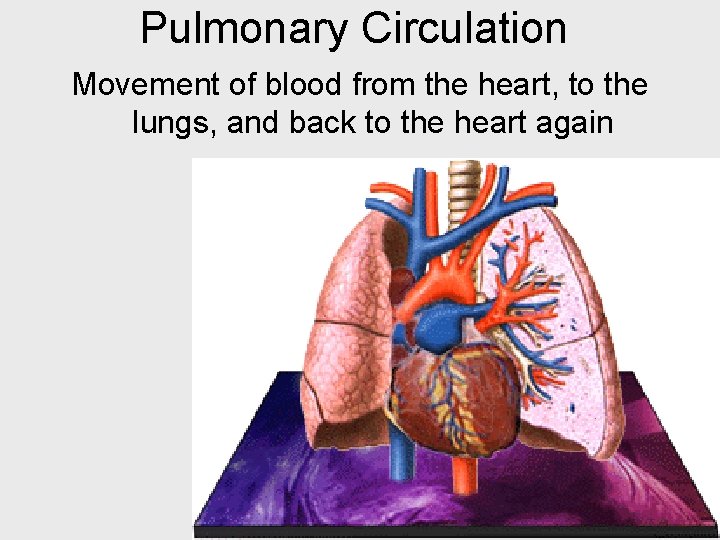 Pulmonary Circulation Movement of blood from the heart, to the lungs, and back to