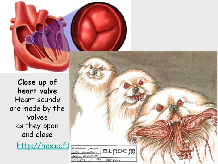 Close up of heart valve Heart sounds are made by the valves as they