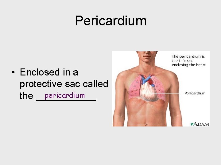 Pericardium • Enclosed in a protective sac called pericardium the ______ 