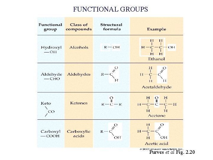 FUNCTIONAL GROUPS Purves et al Fig. 2. 20 