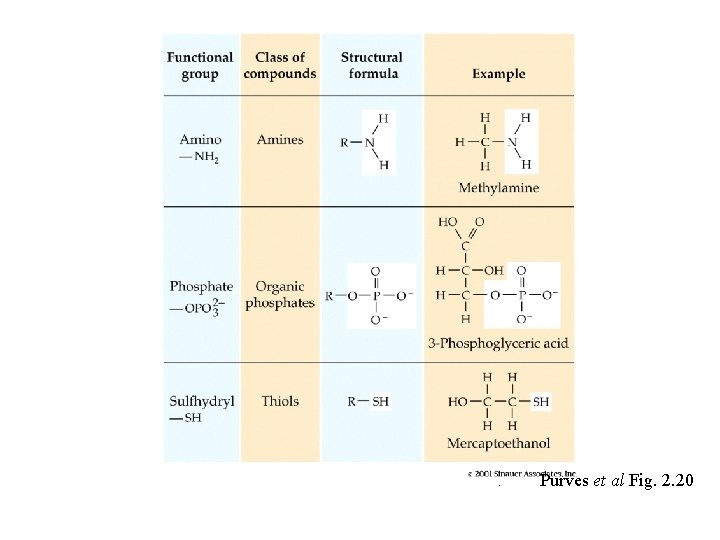 . Purves et al Fig. 2. 20 