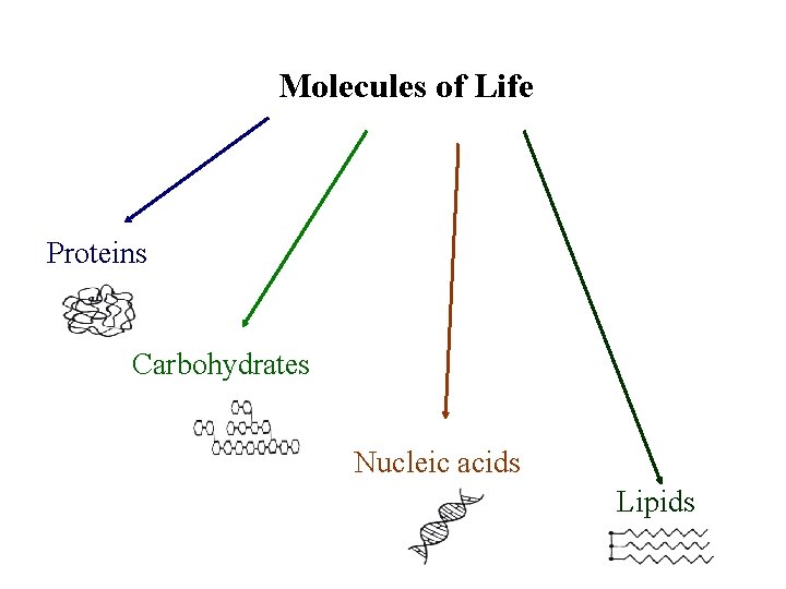 Molecules of Life Proteins Carbohydrates Nucleic acids Lipids 
