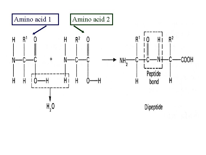 Amino acid 1 Amino acid 2 
