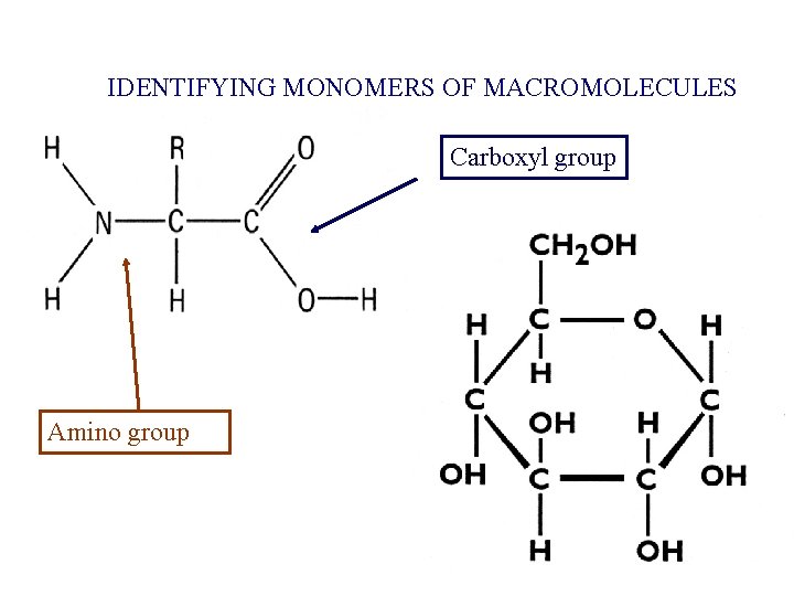 IDENTIFYING MONOMERS OF MACROMOLECULES Carboxyl group Amino group 