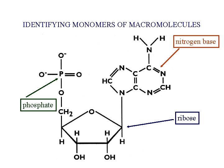 IDENTIFYING MONOMERS OF MACROMOLECULES nitrogen base phosphate ribose 