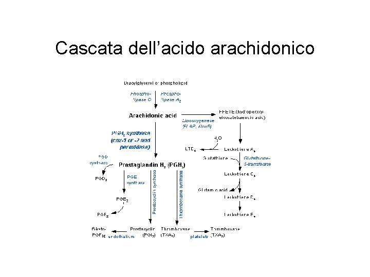 Cascata dell’acido arachidonico 