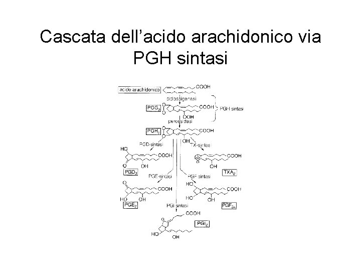 Cascata dell’acido arachidonico via PGH sintasi 