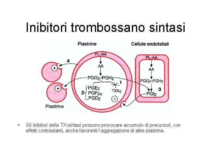 Inibitori trombossano sintasi • Gli inibitori della TX-sintasi possono provocare accumulo di precursori, con