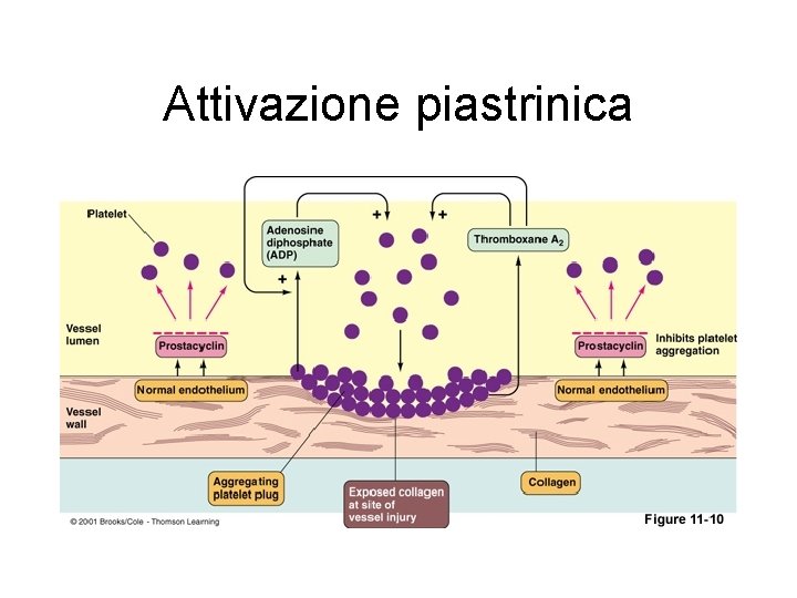 Attivazione piastrinica 