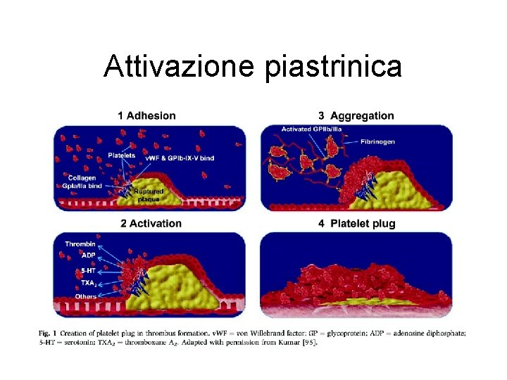 Attivazione piastrinica 