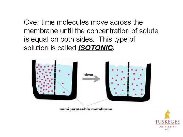 Over time molecules move across the membrane until the concentration of solute is equal