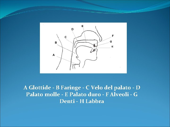 A Glottide - B Faringe - C Velo del palato - D Palato molle