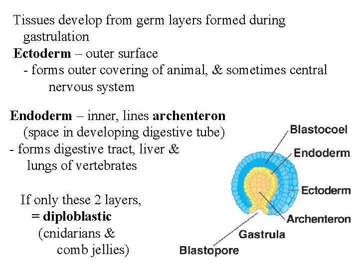 Tissues develop from germ layers formed during gastrulation Ectoderm – outer surface - forms