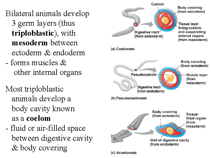 Bilateral animals develop 3 germ layers (thus triploblastic), with mesoderm between ectoderm & endoderm